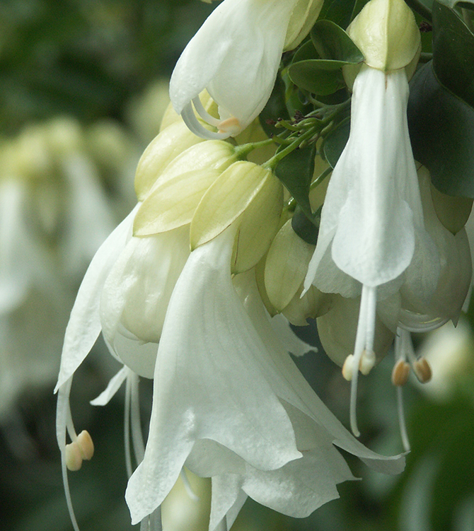 Détail de l’inflorescence d’Oxera pulchella subsp. grandiflora